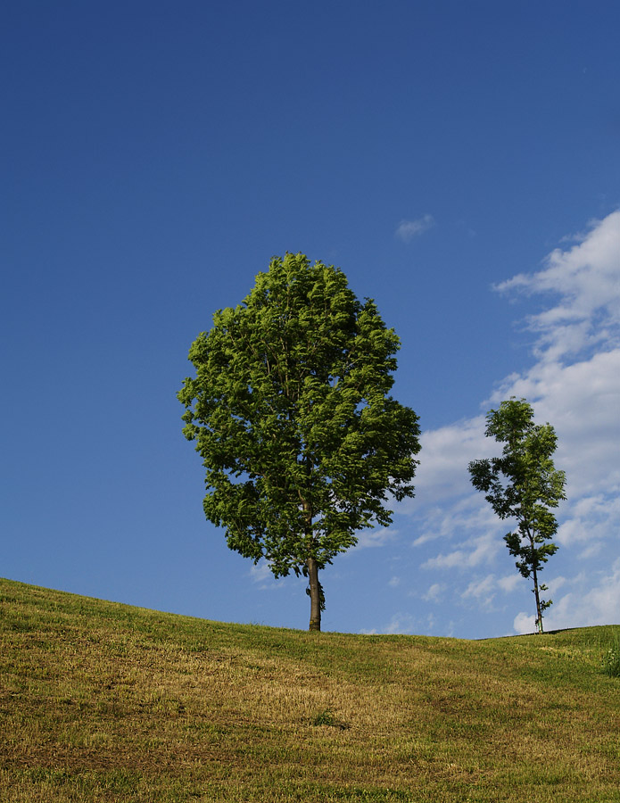 Trees