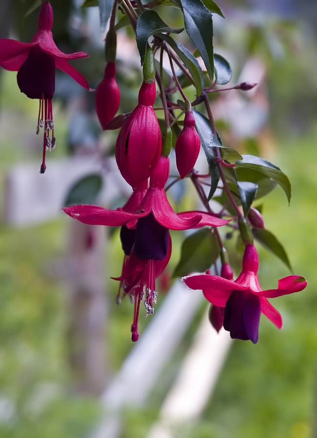 Alpine flowers - 3