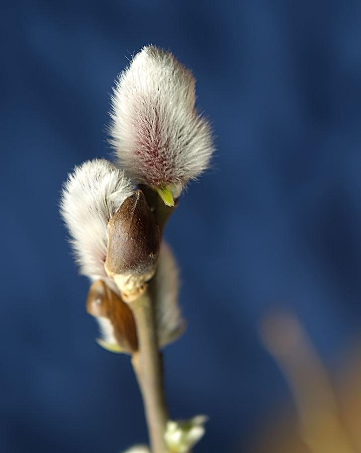 Branch in full bud 2