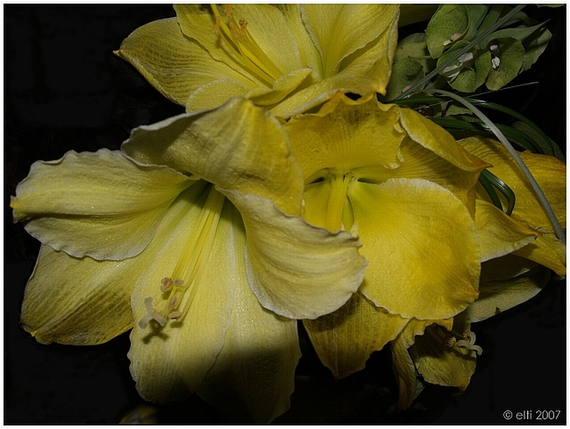 face in flower