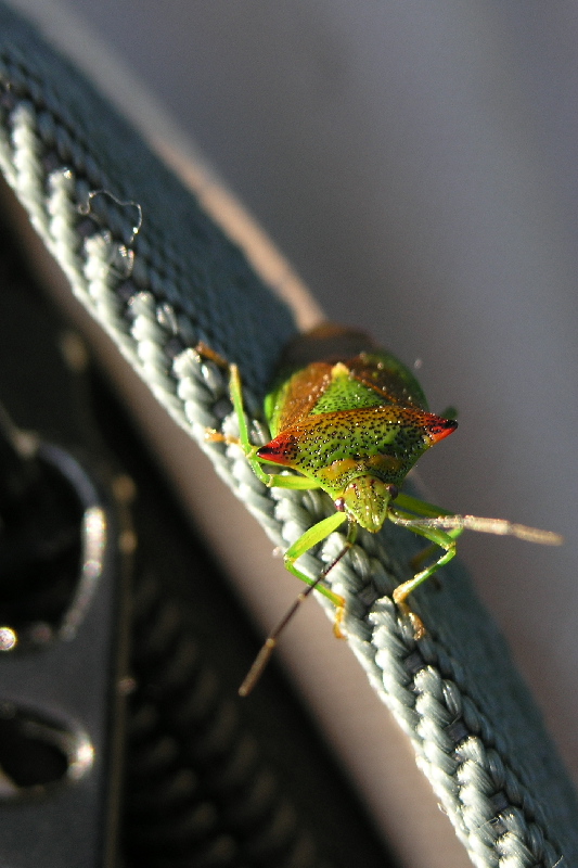 Beetle on a bag