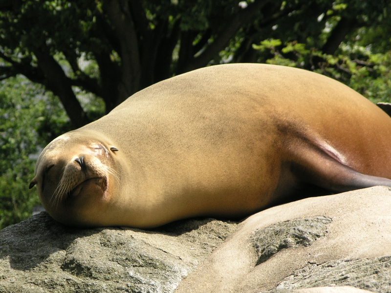 Sleepy Sealion