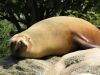 Sleepy Sealion by Mark Wilson