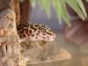 Leopard Gecko by Mark Wilson