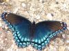 Blue Butterfly