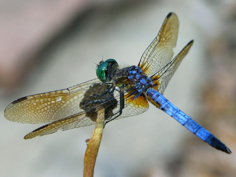 Dragonfly