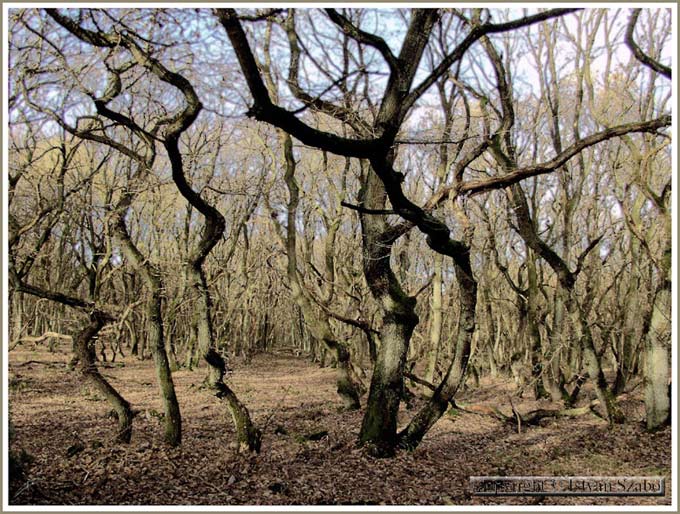 forest