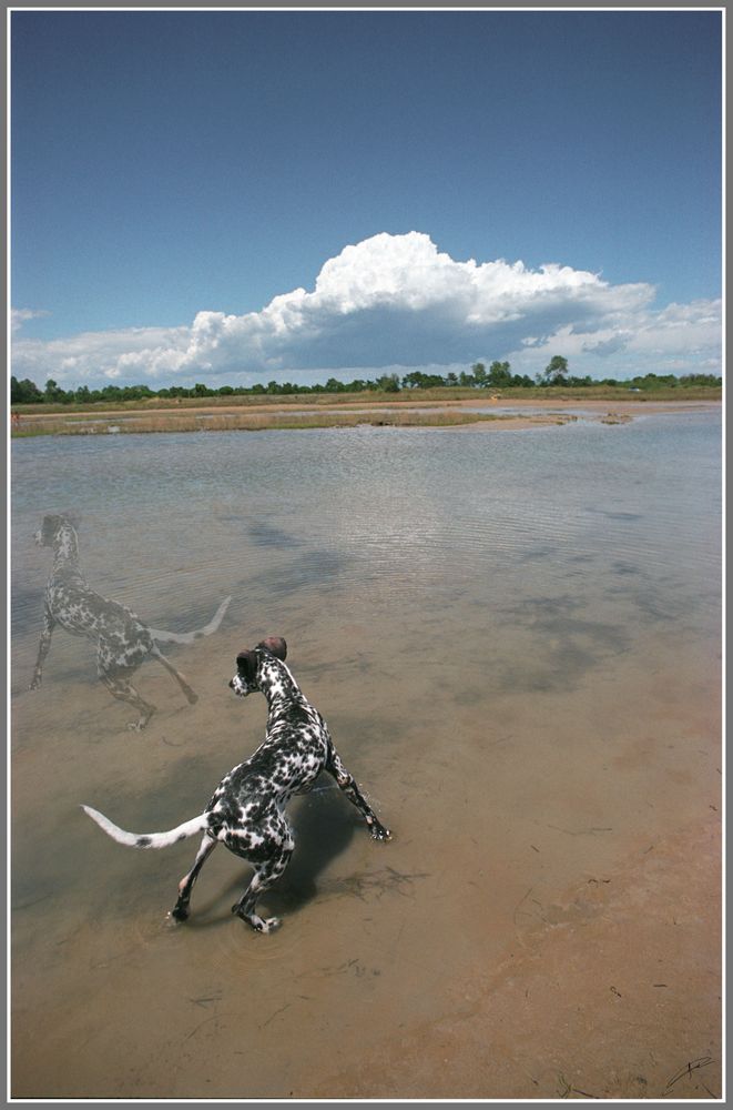 dog on the Beach