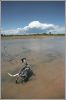 dog on the Beach by Istvan Szabo