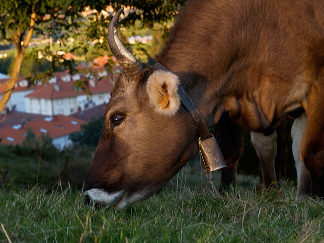 tudanca cow