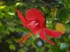 Flower (2)