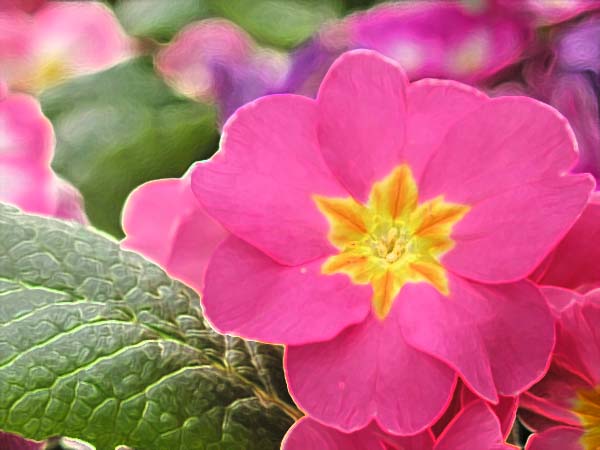 Flower