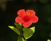 Red Hybiscus