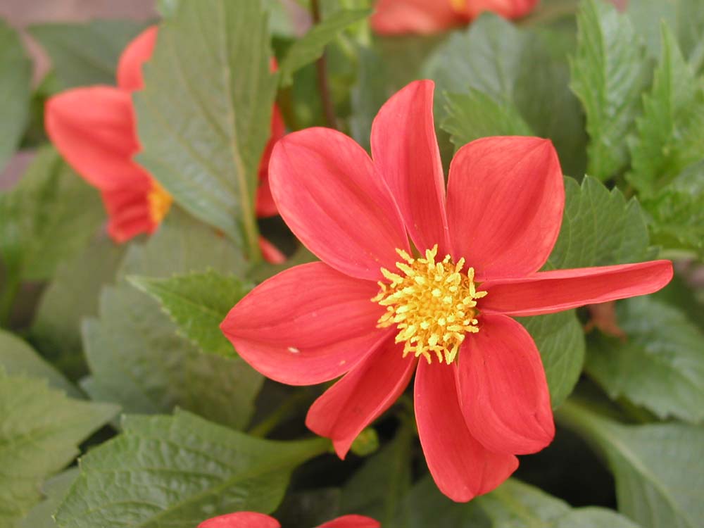Moena Flower