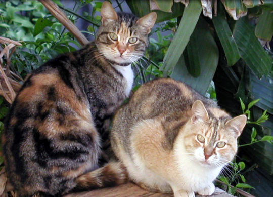 Neighbours Cats