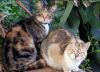 Neighbours Cats