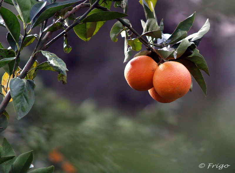 Oranges