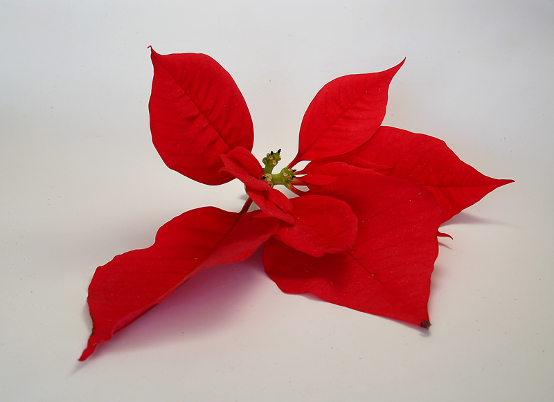 Poinsettia leaves 2