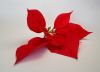 Poinsettia leaves 2