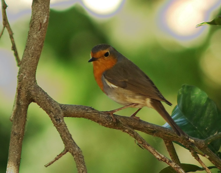 Robin in the shade