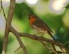 Robin in the shade by fri go749