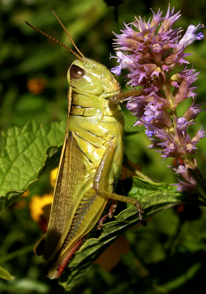 grasshopper