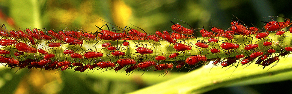 Red Mites