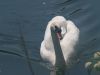 Swan On Lake by Uros Piskar