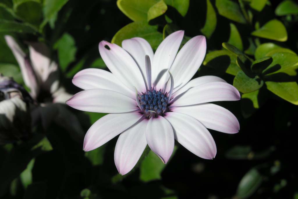 Flower in backyard