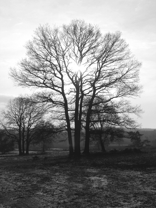 Cold day in the forst B&W