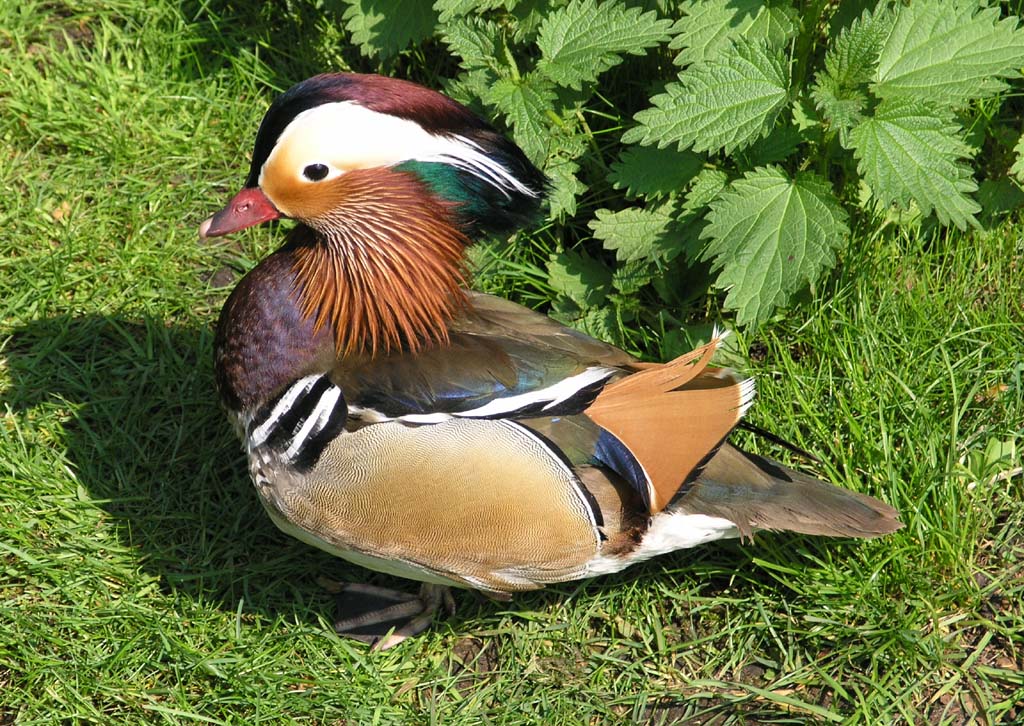 Duck