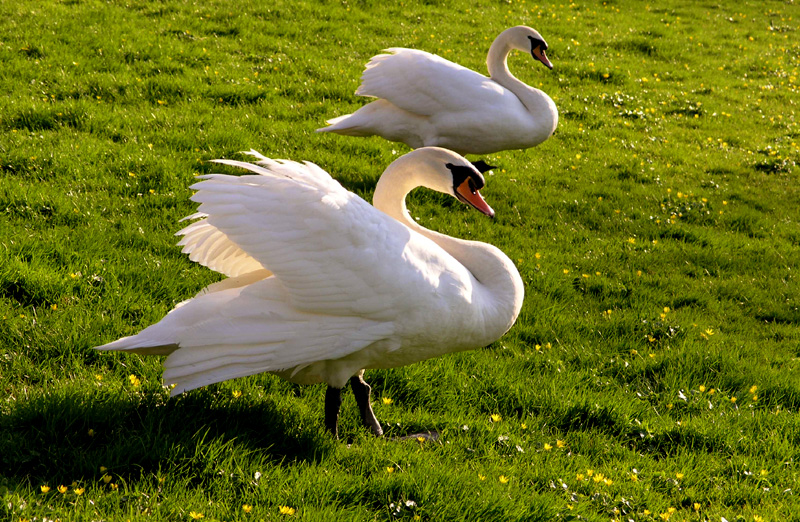 Swan 2