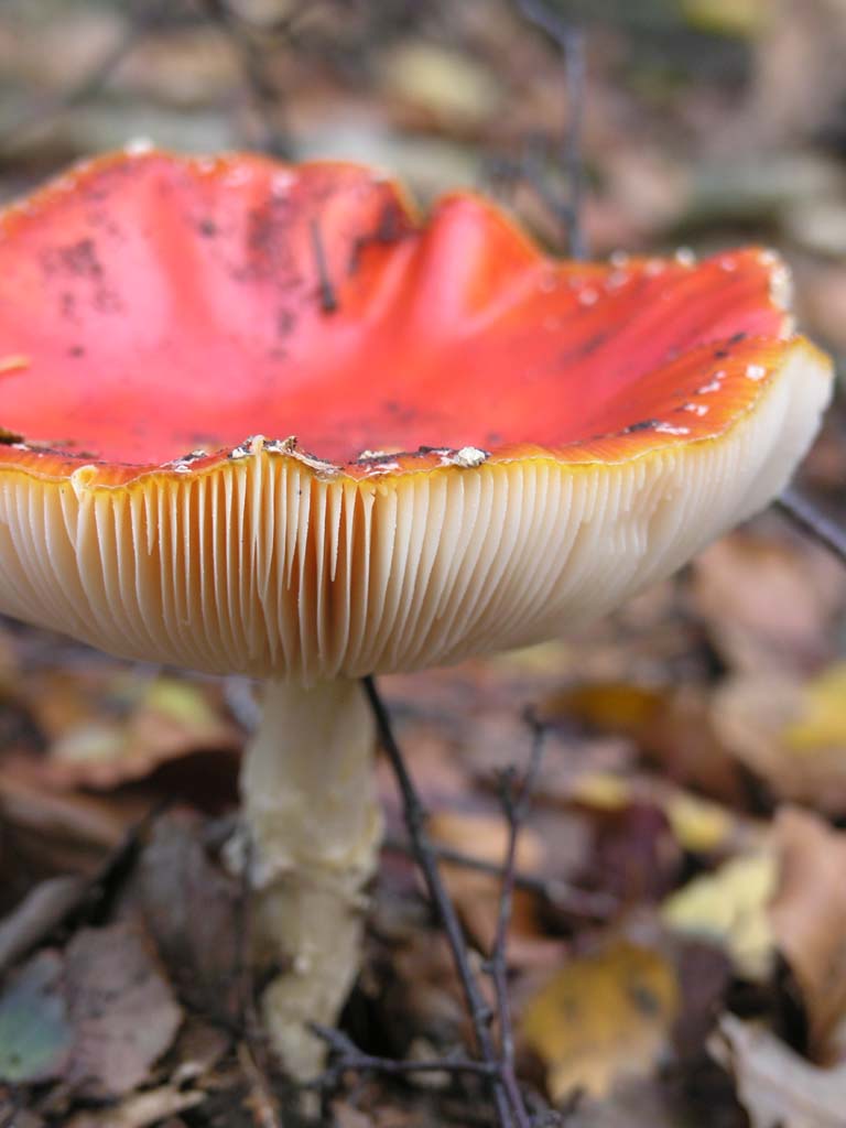 Mushroom 2