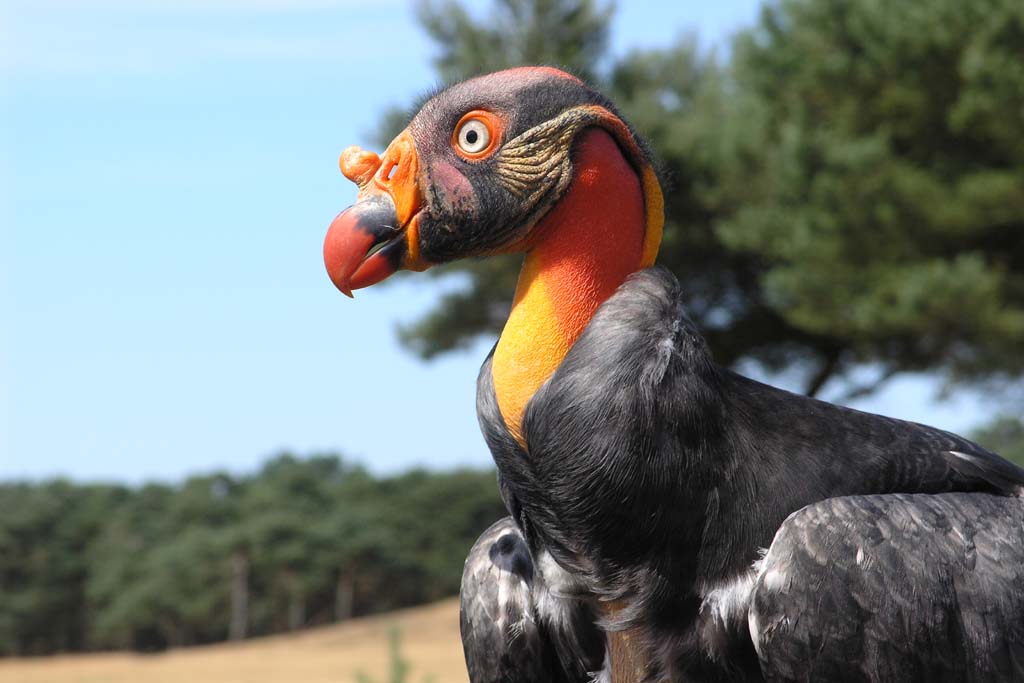 Koningsgier