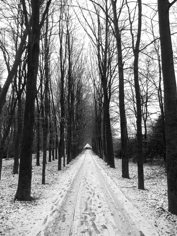 Forest lane