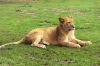 Lion at the ZOO by Arnold Schenkel