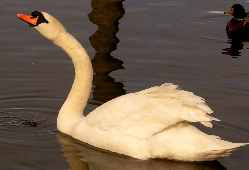 Swan 1