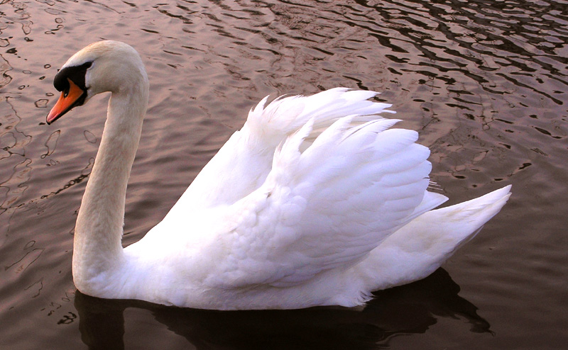 Swan 4