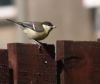 bird by alex scott
