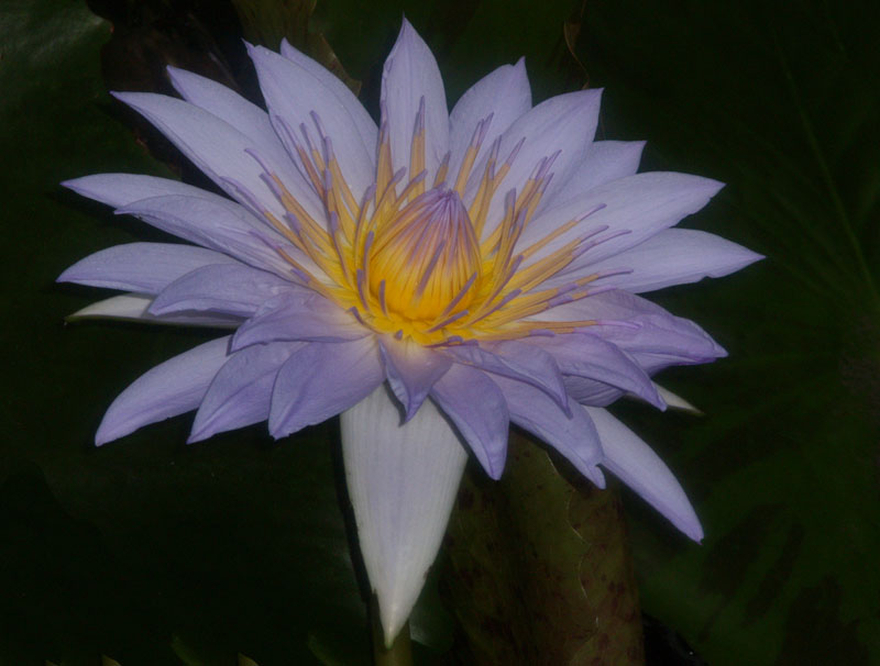 lily