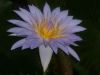 lily by alex scott