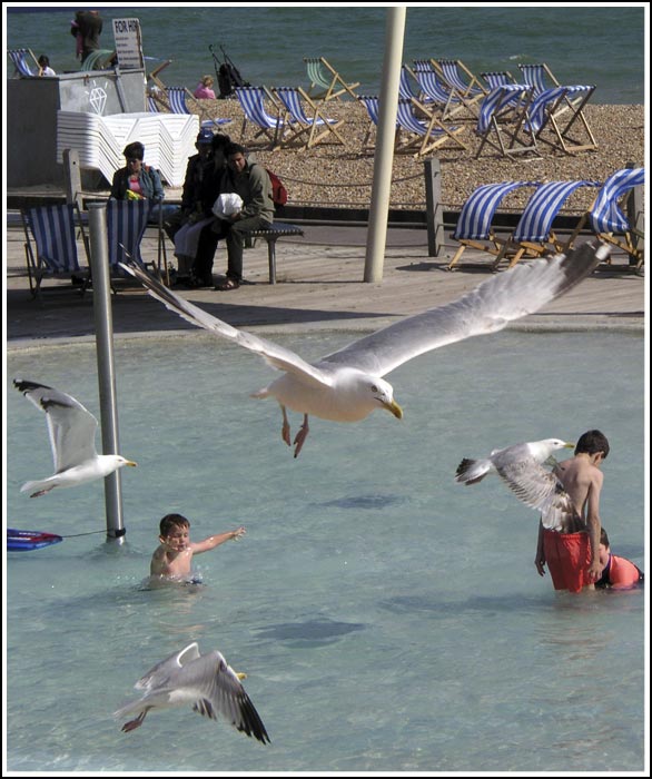 The Birds