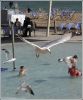 The Birds