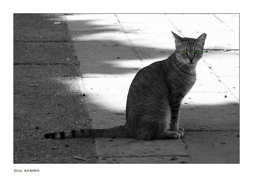 the cat