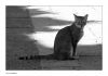 the cat
