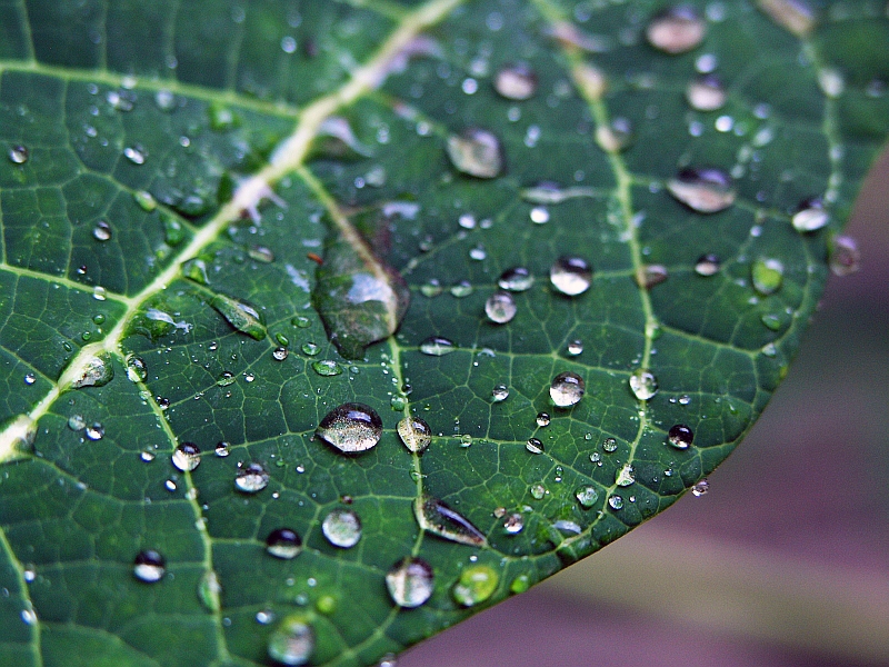 after the rain