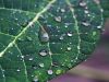 after the rain