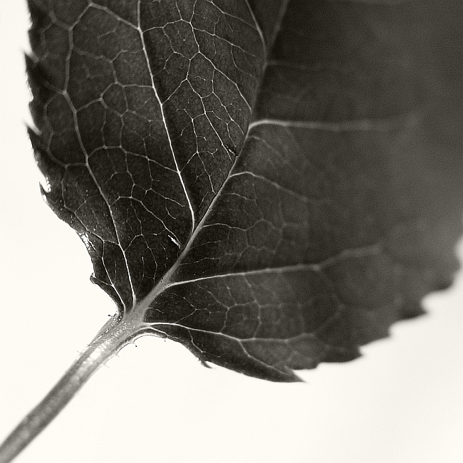leaf