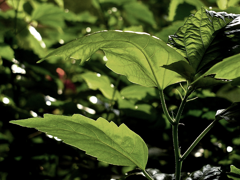 green veins