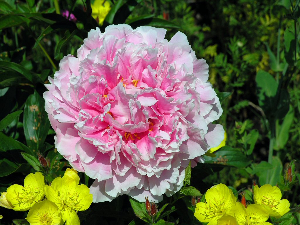 Flower 2